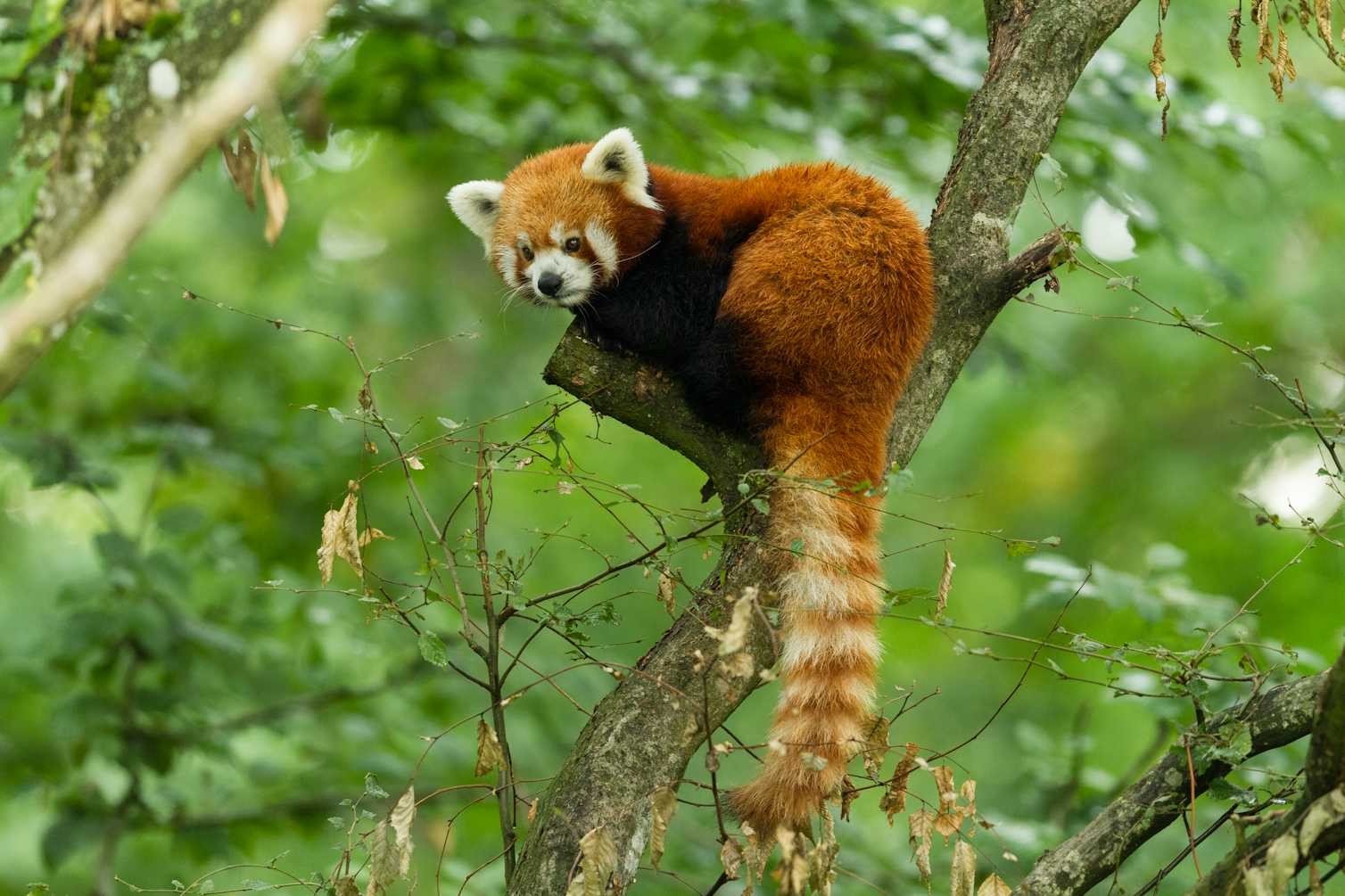 Red pandas may be two different species - this raises some tough ...