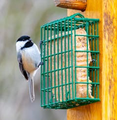 It's OK to feed wild birds – here are some tips for doing it the right way
