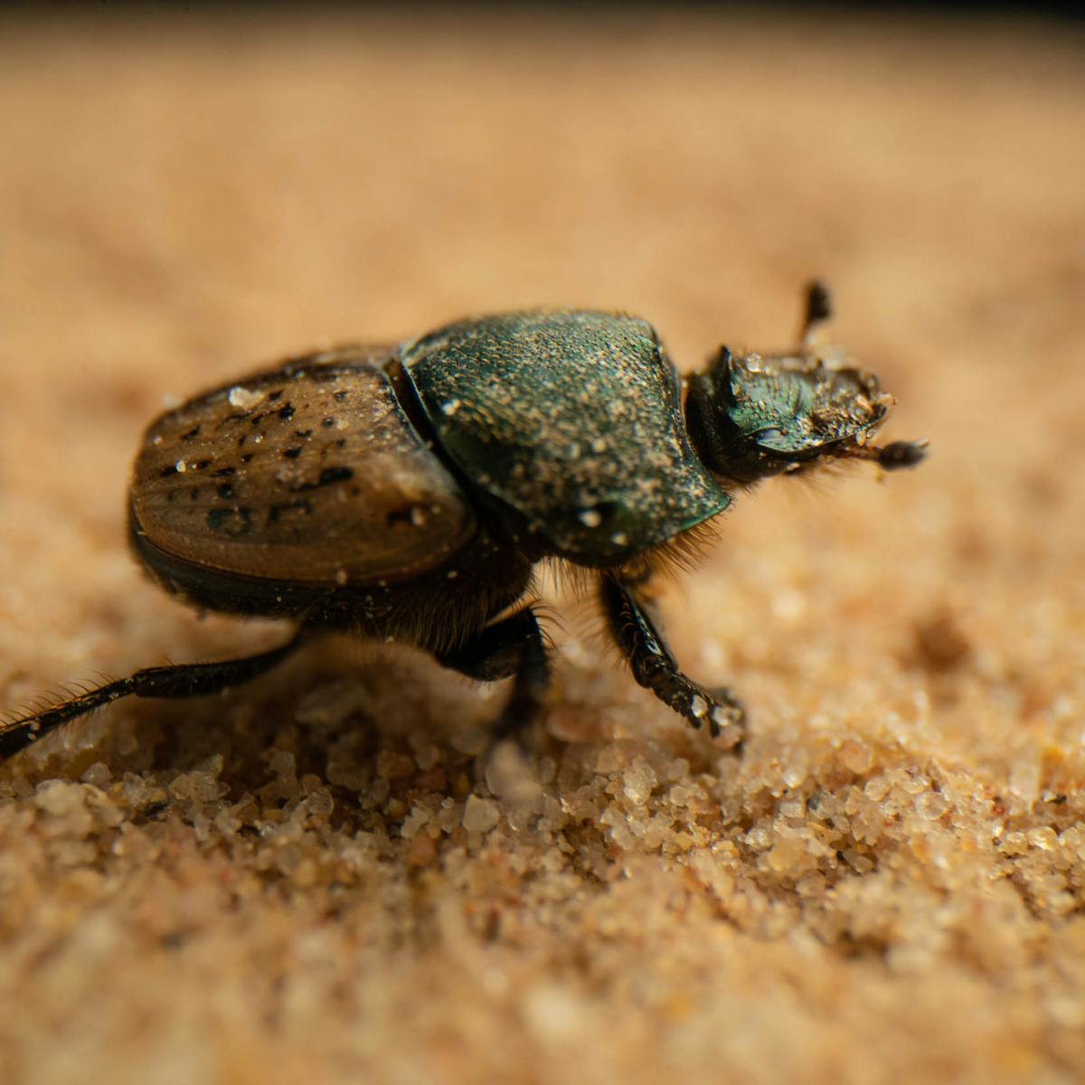 How The Humble Dung Beetle Engineers Better Ecosystems In Australia