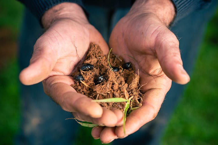 How dung beetles engineer better ecosystems in Australia