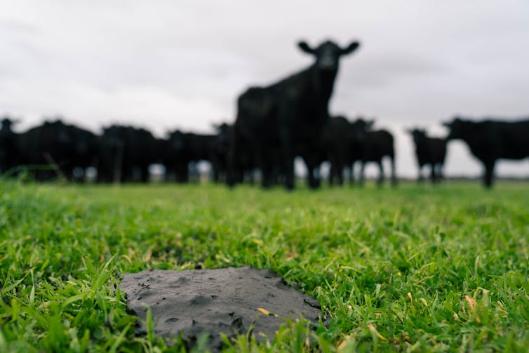 How dung beetles engineer better ecosystems in Australia