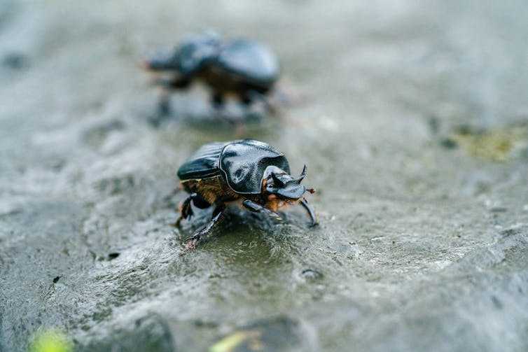 How dung beetles engineer better ecosystems in Australia