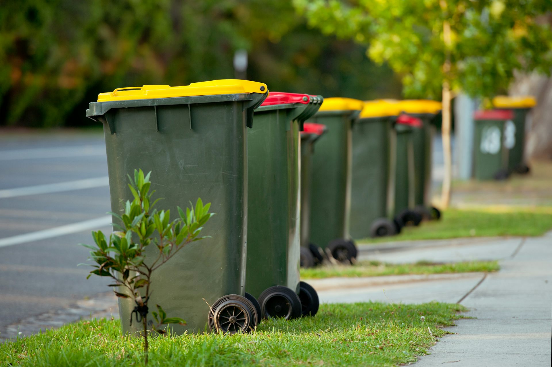 Four Bins Might Help, But To Solve Our Waste Crisis We Need A Strong ...