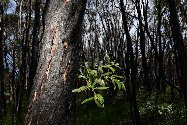 Logging is due to start in fire-ravaged forests this week. It's the last thing our wildlife needs