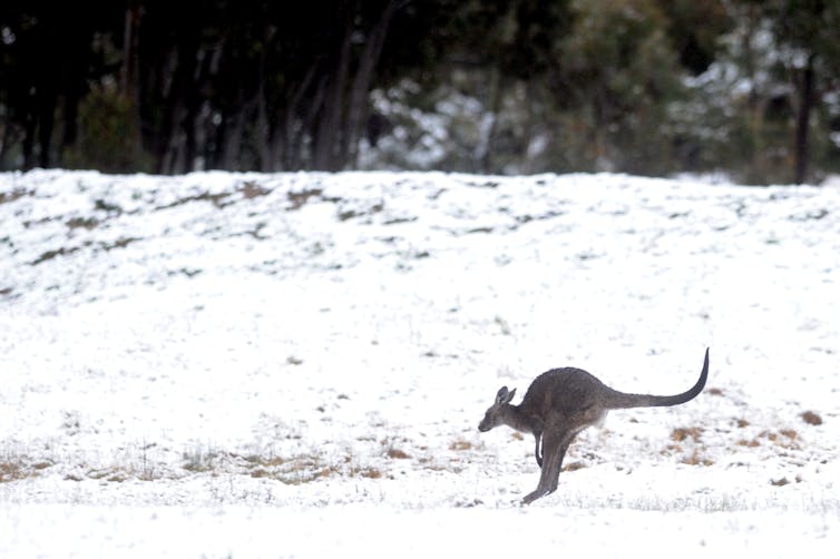 How a seasonal snarl-up in the mid-1500s gave us our strange rules for leap years