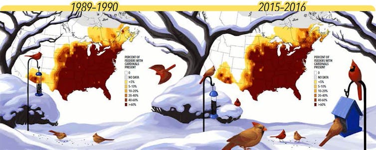 It's OK to feed wild birds – here are some tips for doing it the right way