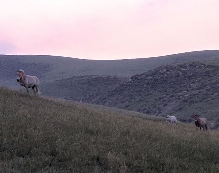 A family of wild Przewalski’s horses at sunset in Khustai National Park, Mongolia