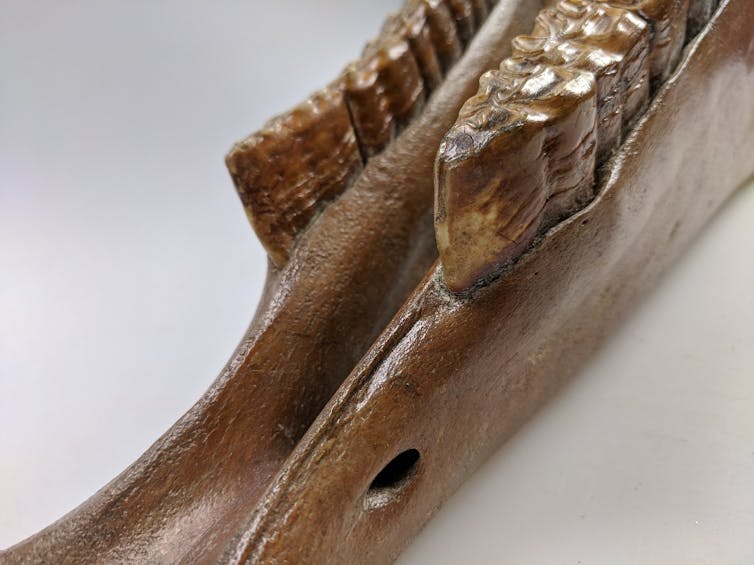 Horse teeth exhibiting damage to the front of the second premolar, caused by a metal mouthpiece – known as ‘bit wear.’