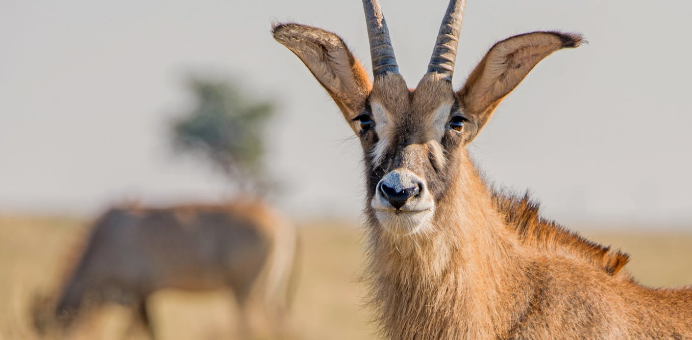 What Kenya must do to save its roan antelope population What Kenya must do to save its roan antelope population