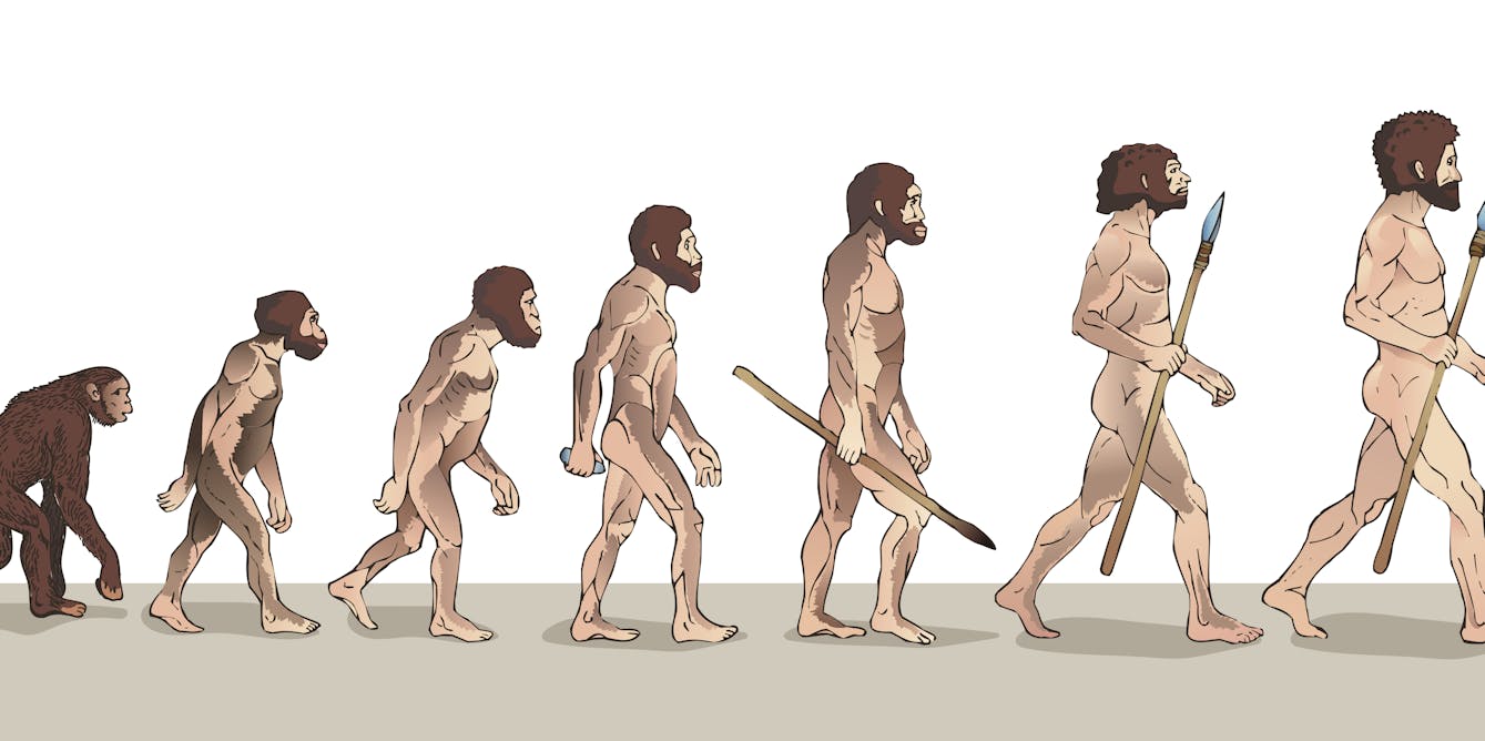 Evolution: that famous 'march of progress' image is just wrong