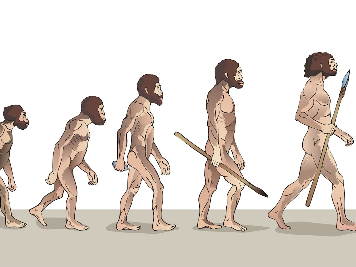 Evolution That Famous March Of Progress Image Is Just Wrong