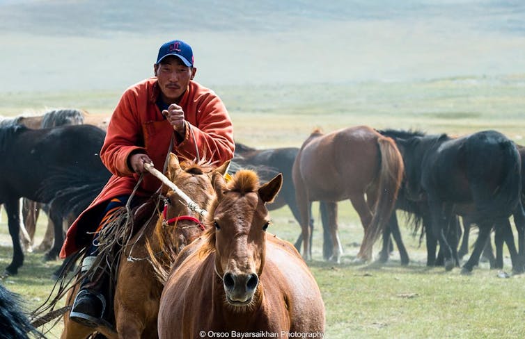 Pastoral herding is still a key way of life in Mongolia, and horses are important as both livestock and transportation
