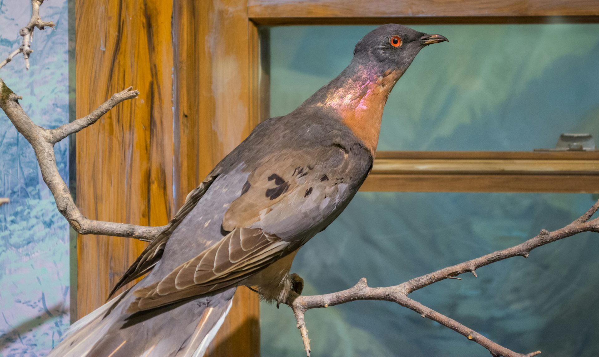 facts about passenger pigeon