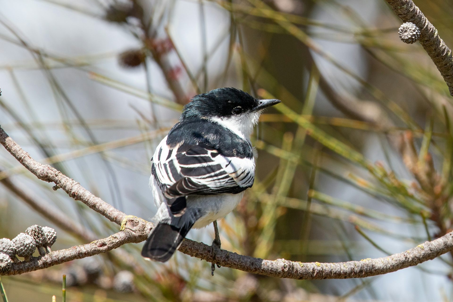 B&Bs For Birds And Bees: Transform Your Garden Or Balcony Into A ...