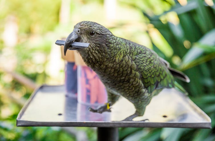 Polly knows probability: this parrot can predict the chances of something happening
