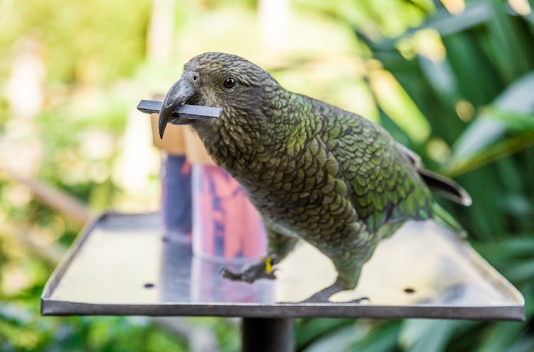 this parrot can predict the chances of something happening