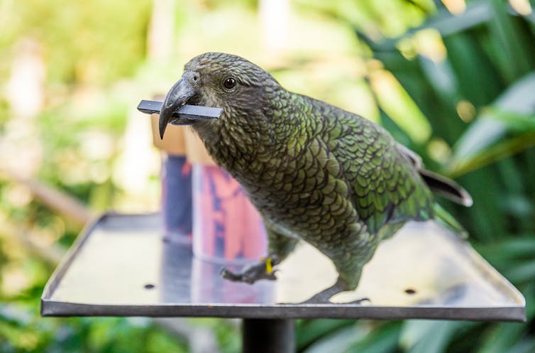 this parrot can predict the chances of something happening