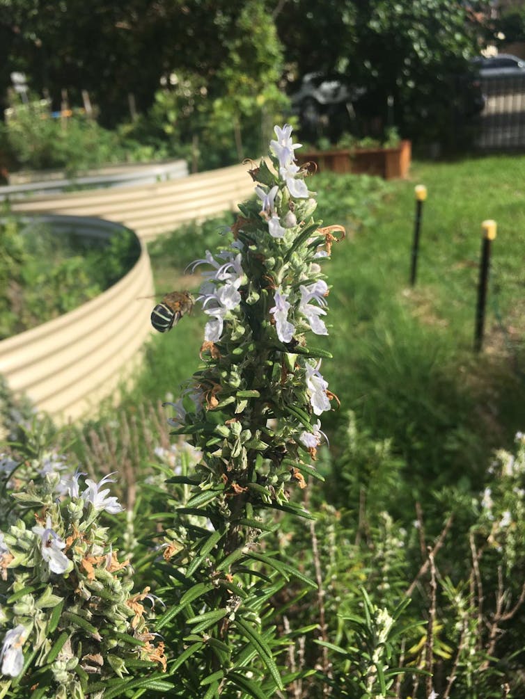 B Bs for birds and bees: transform your garden or balcony into a wildlife haven