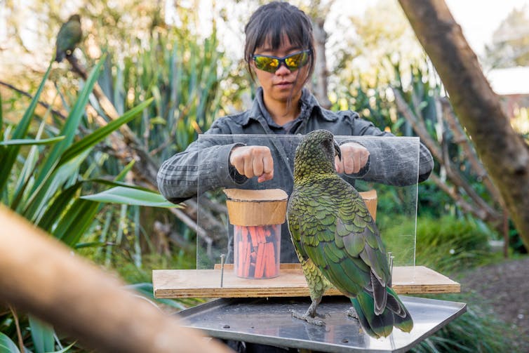 this parrot can predict the chances of something happening