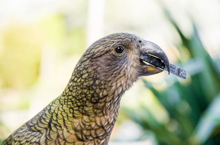 this parrot can predict the chances of something happening