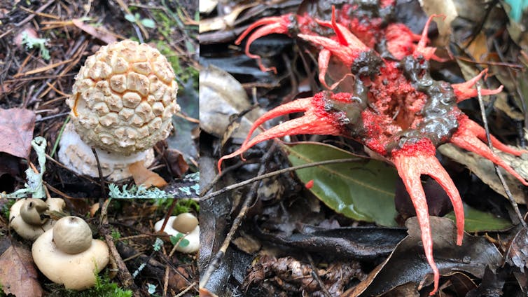 How fungi's knack for networking boosts ecological recovery after bushfires