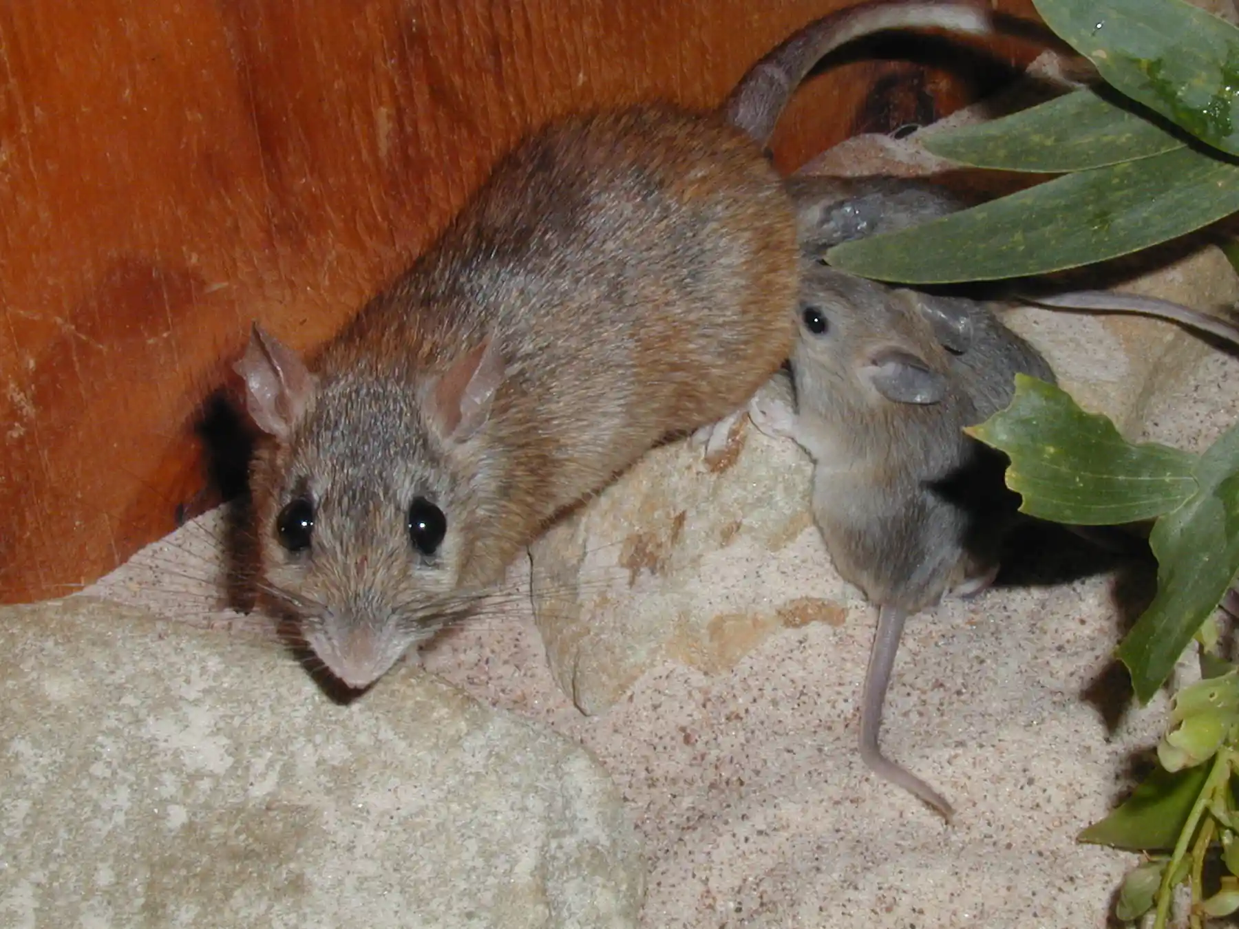 Australian endangered species: Carpentarian Rock-rat