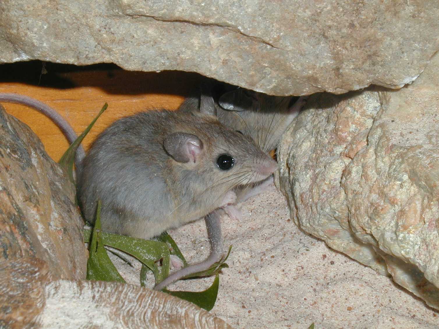 Australian endangered species: Carpentarian Rock-rat