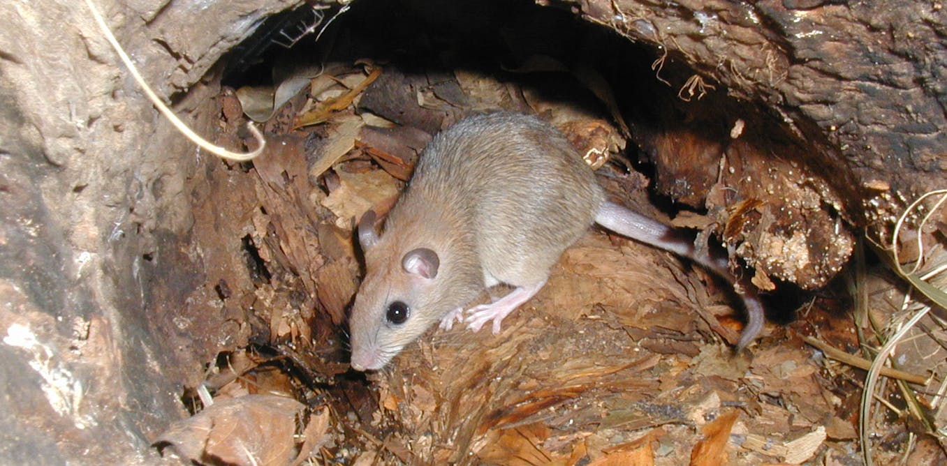 Photo of Carpentarian Rock-rat