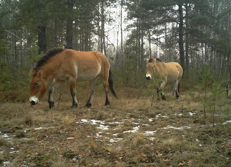 Two Przewalski horses inside a pine forest, Chornobyl Exclusion Zone (Ukraine). January 2015. TREE Project / UK Centre for Ecology and Hydrology ~