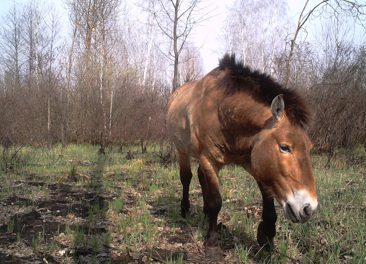 Przewaslki horse stallion captured by RED FIRE cameras inside the Red Forest, Chornobyl Exclusion Zone (Ukraine). April 2017. RED FIRE Project / UK Centre for Ecology and Hydrology ~