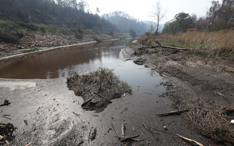 Sure, save furry animals after the bushfires – but our river creatures are suffering too