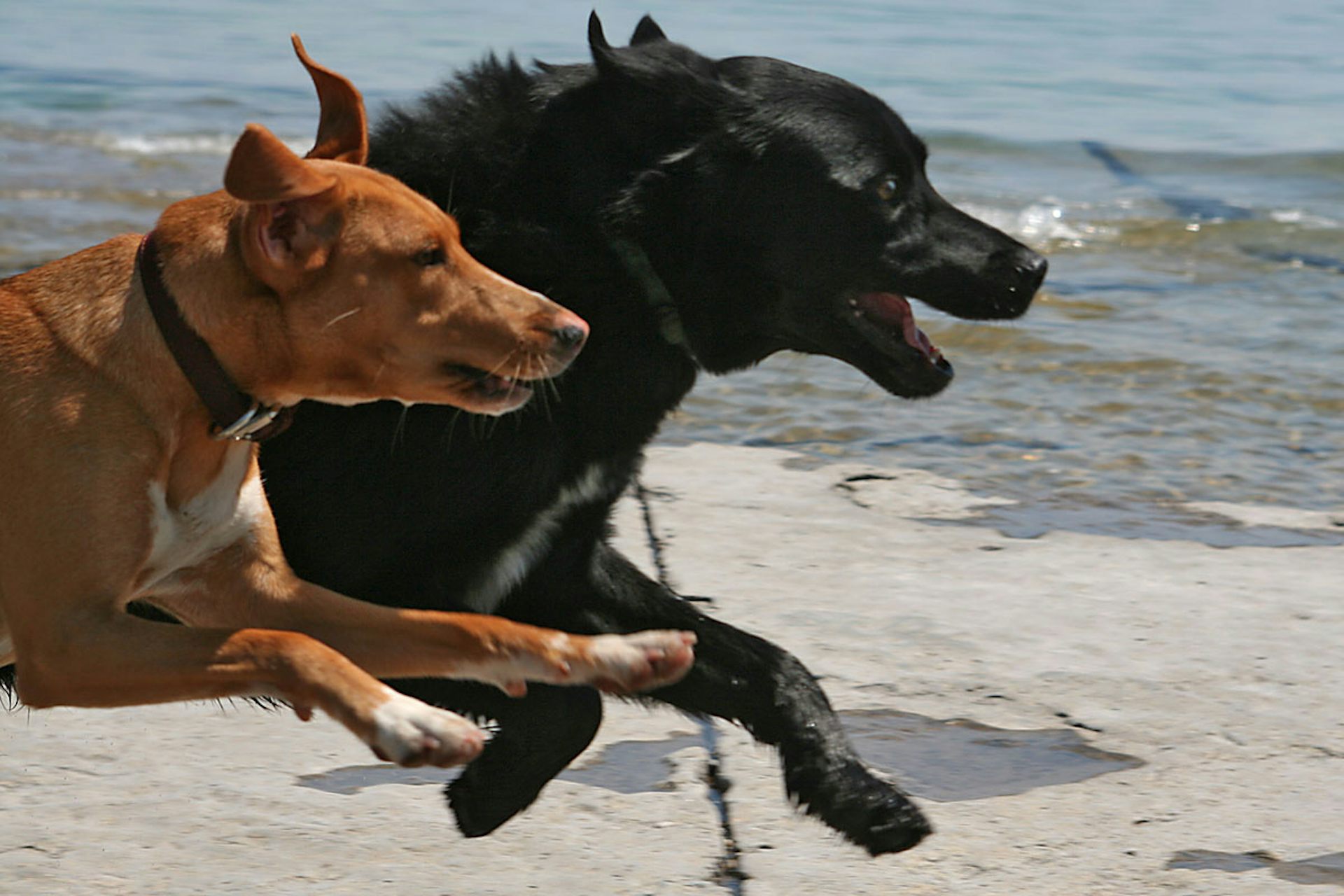 How Can Stems Cells Help The Dog