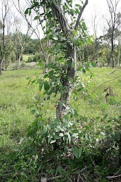 Entire hillsides of trees turned brown this summer. Is it the start of ecosystem collapse?