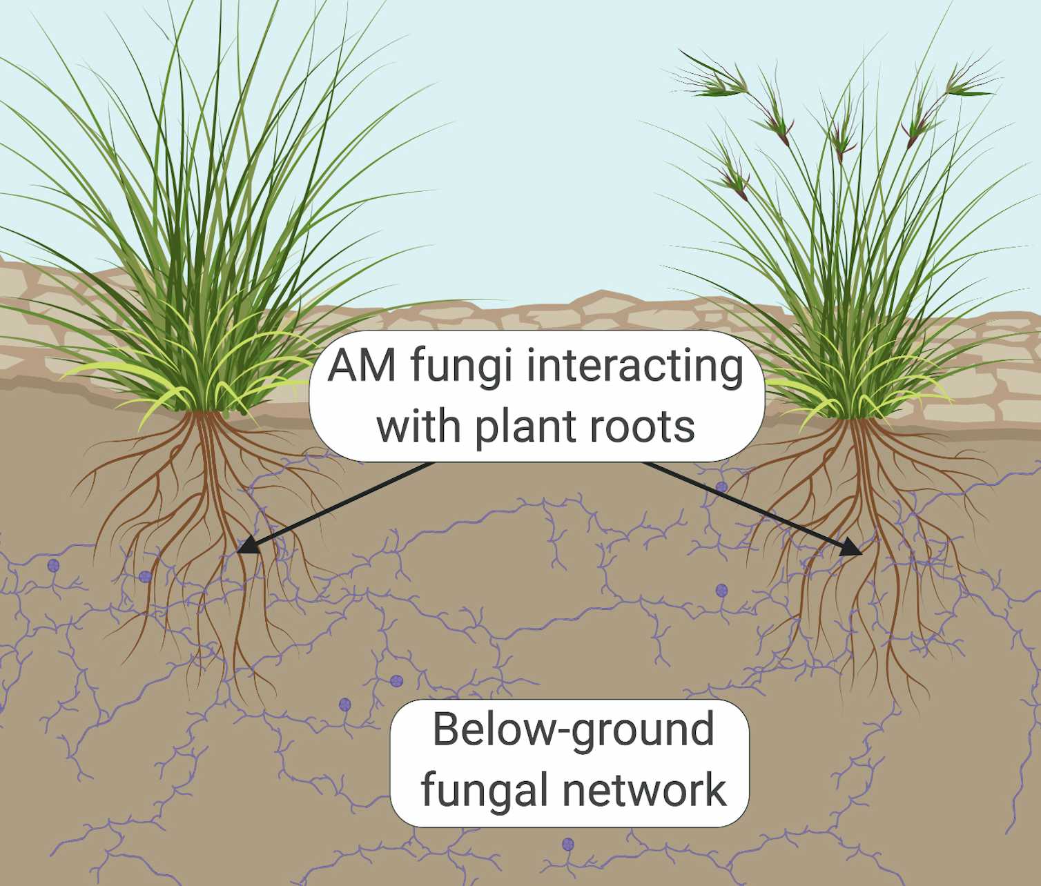 How fungis knack for networking boosts ecological recovery after bushfires Biology Diagrams