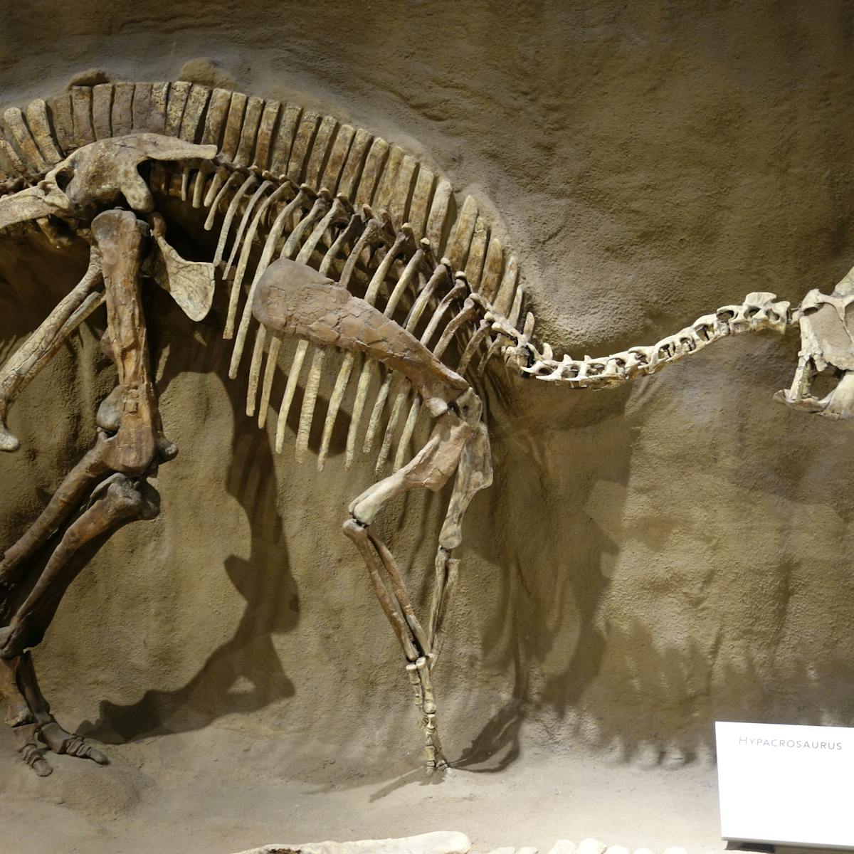 Has dinosaur DNA been found? An expert explains what we really know