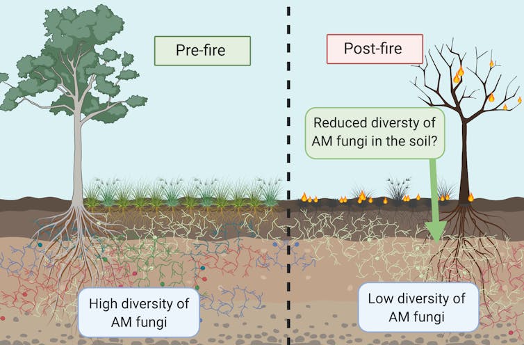 How fungi's knack for networking boosts ecological recovery after bushfires