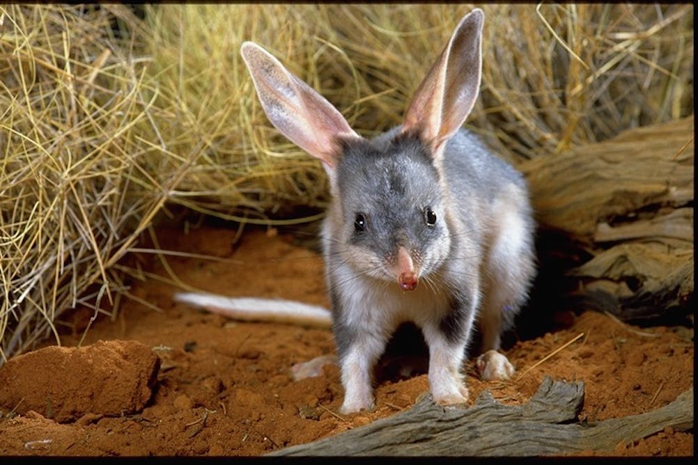 Каких животных завезли в австралию. Малый кроличий бандикут. Кроличий бандикут милый. Кроличий бандикут Австралии. Бандикут сумчатый.