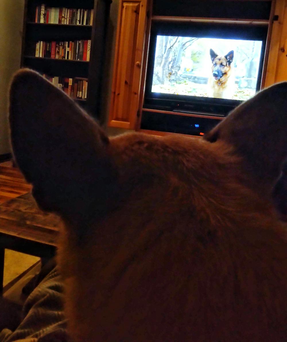 Hudson & Rex - Citytv  Watch Full TV Episodes Online & See TV