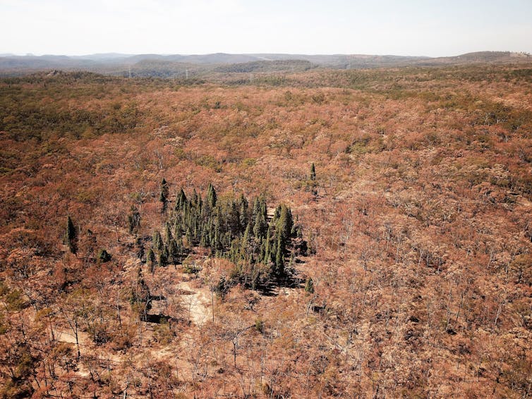 Entire hillsides of trees turned brown this summer. Is it the start of ecosystem collapse?