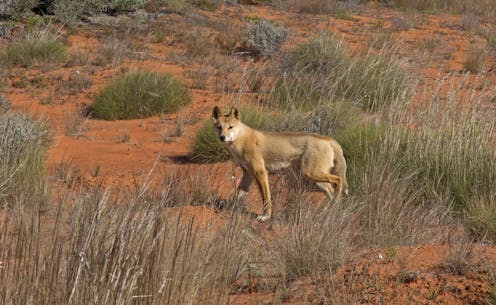 Dingoes News Research And Analysis The Conversation Page 2