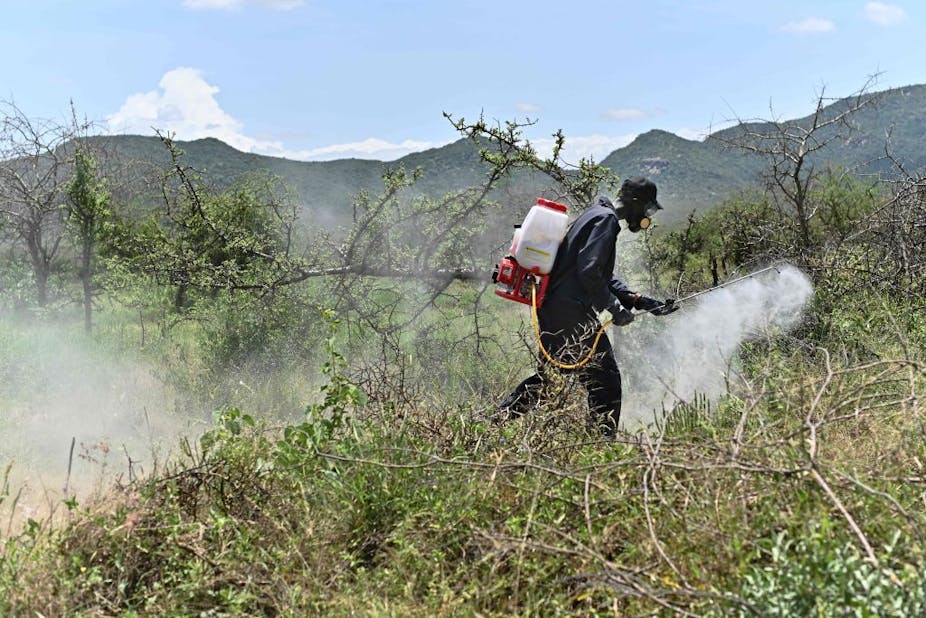 What we found when we tested a botanical pesticide to combat locust