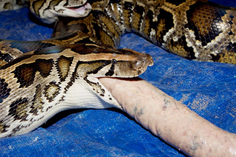 Snakes make good food. Banning farms won't help the fight against coronavirus
