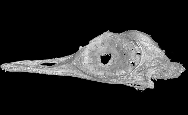 Ancient bird skull found in amber was tiny predator in the time of giant dinosaurs