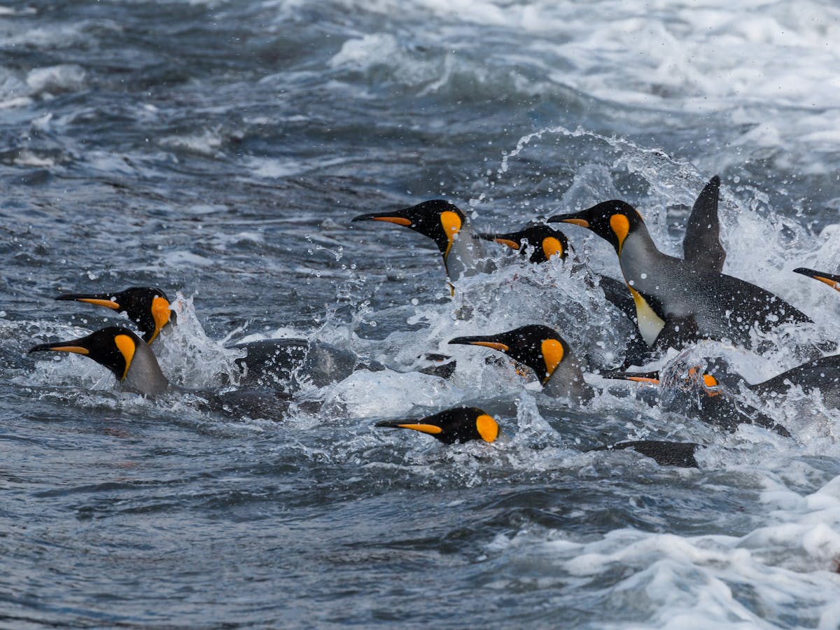 New discovery: penguins vocalise under water when they hunt