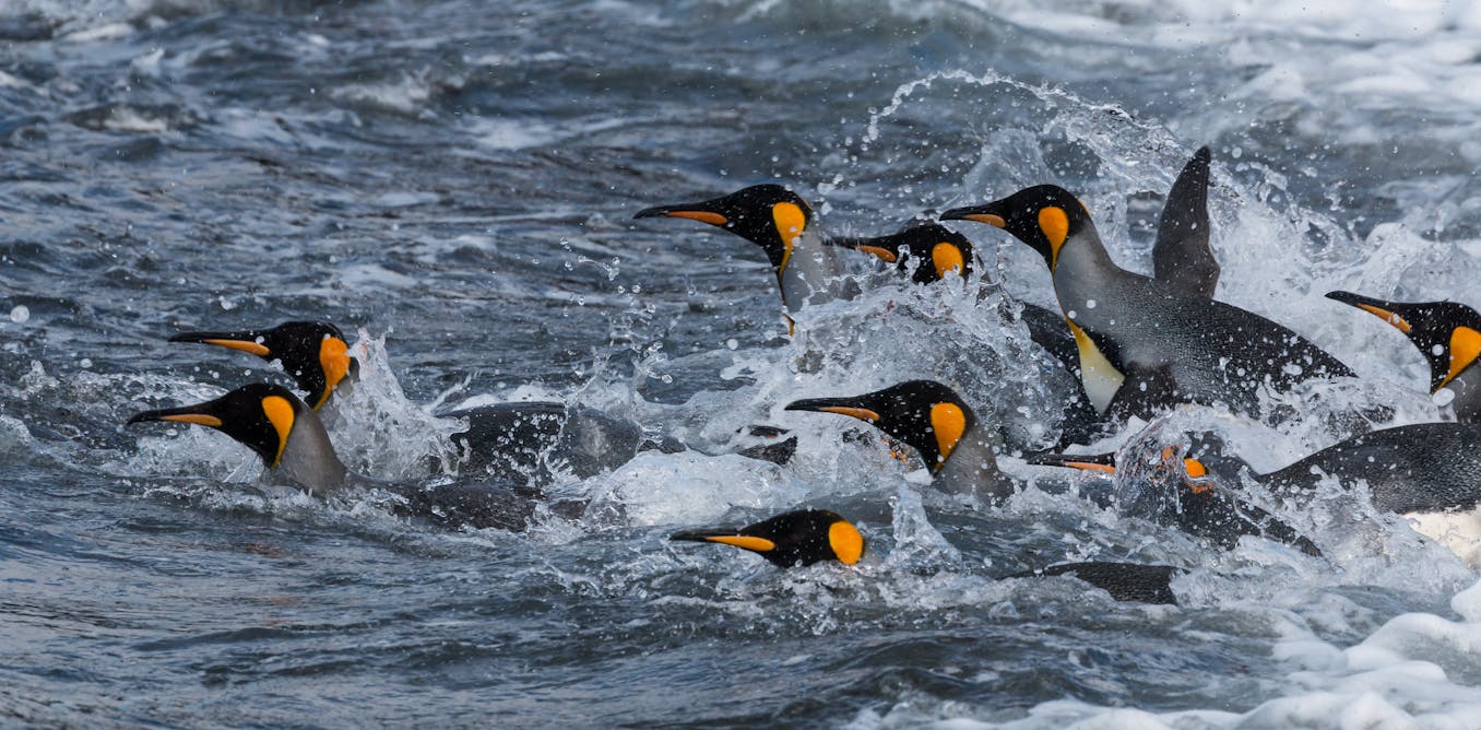 New discovery: penguins vocalise under water when they hunt