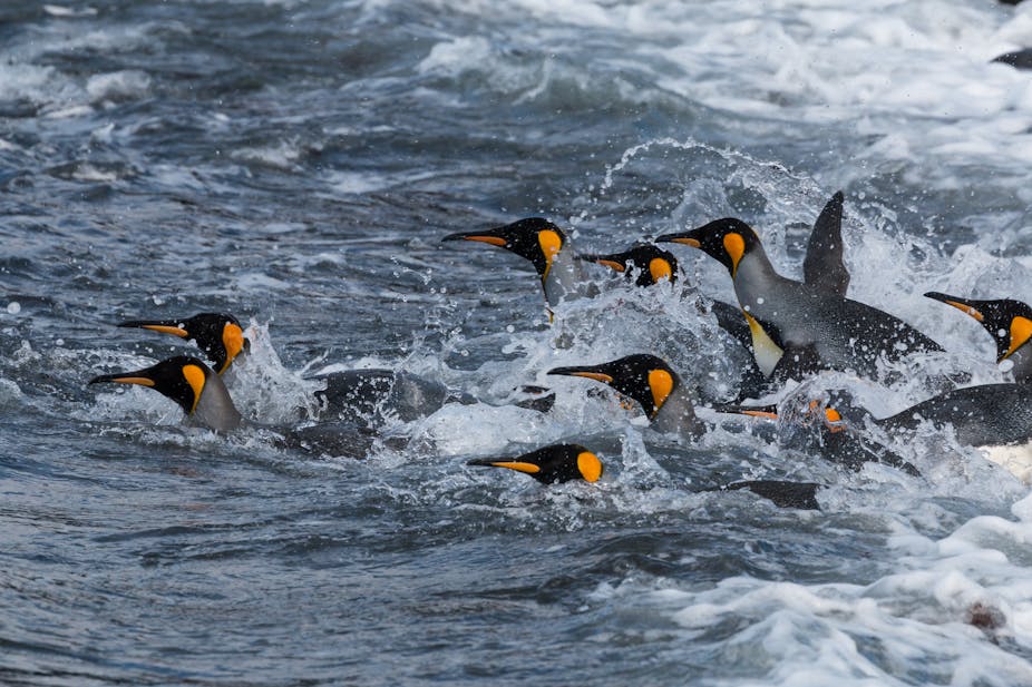 Feed and grow fish penguin species Feed and grow fish penguin species