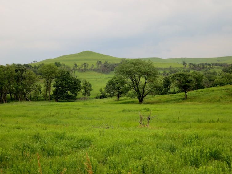 Malnourished bugs: Higher CO2 levels make plants less nutritious, hurting insect populations