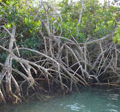 Protecting mangroves can prevent billions of dollars in global flooding damage every year