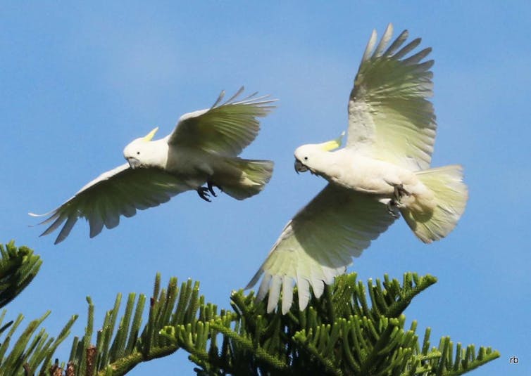 What Australian birds can teach us about choosing a partner and making it last