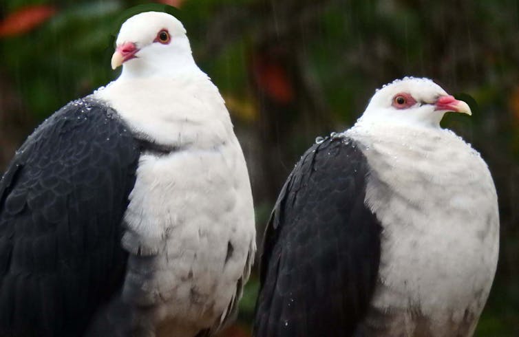 What Australian birds can teach us about choosing a partner and making it last